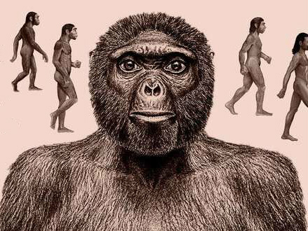 我们与类人猿是何时分道扬镳的？