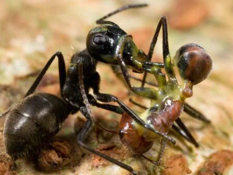 爆炸蚂蚁故意使自身爆裂将毒液体喷洒在敌人身上与其同归于尽